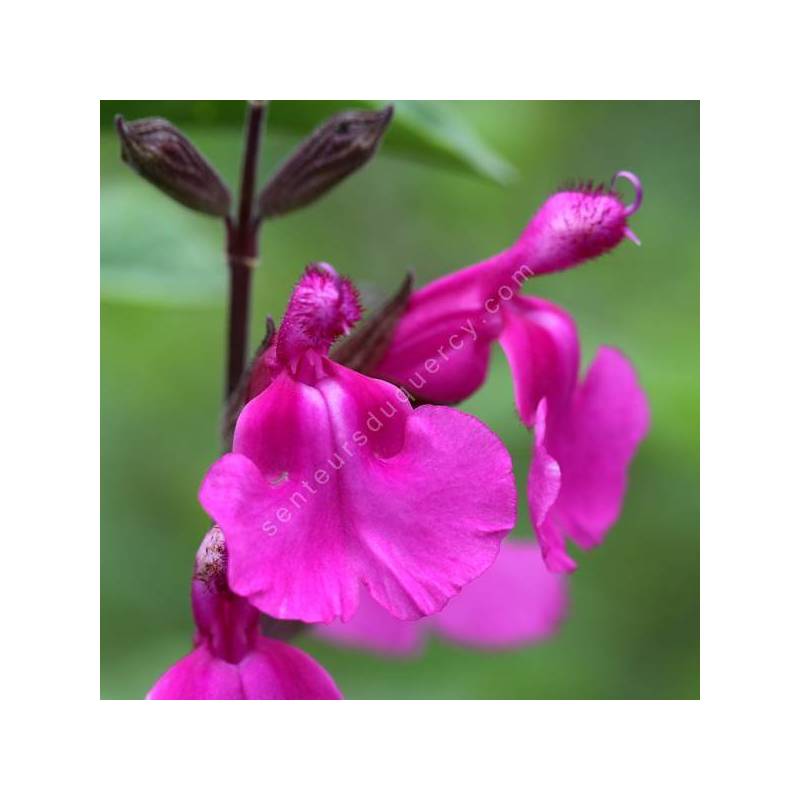 Salvia 'Lalarsha' - Sauge arbustive rose orchidée