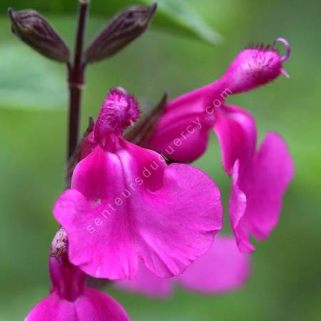 Salvia 'Lalarsha' - Sauge arbustive rose orchidée