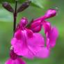 Salvia 'Lalarsha' - Sauge arbustive rose orchidée