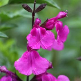 Salvia 'Lalarsha' - Sauge arbustive rose orchidée