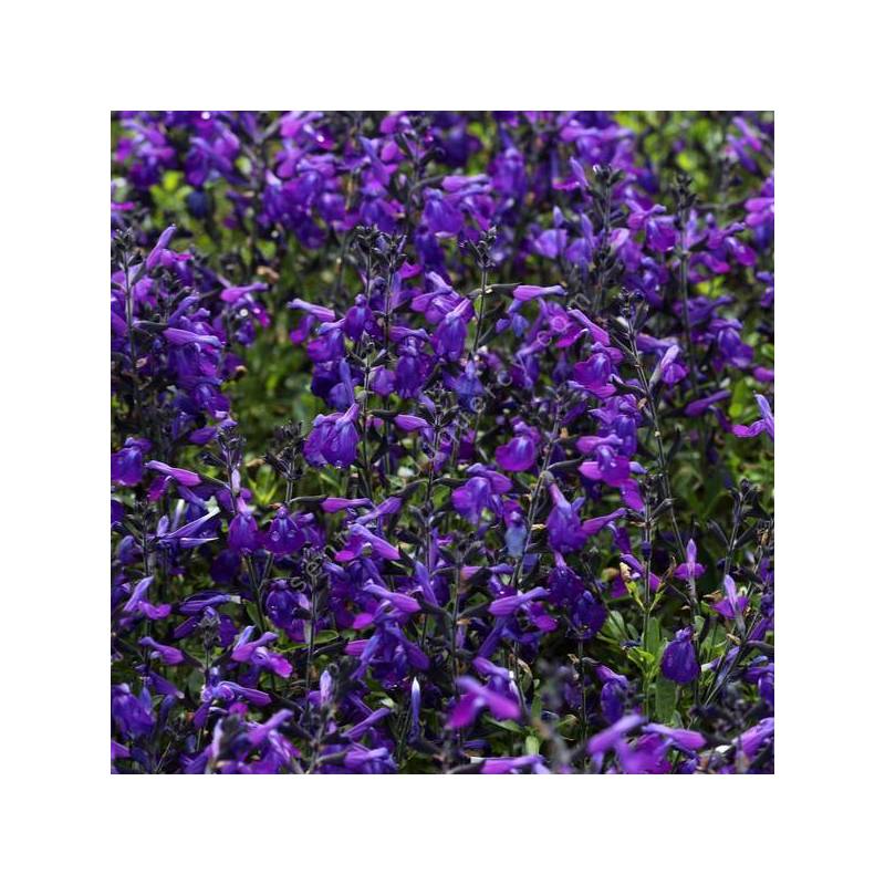 Salvia 'Mirage Bleue' - Sauge arbustive compacte bleue foncé