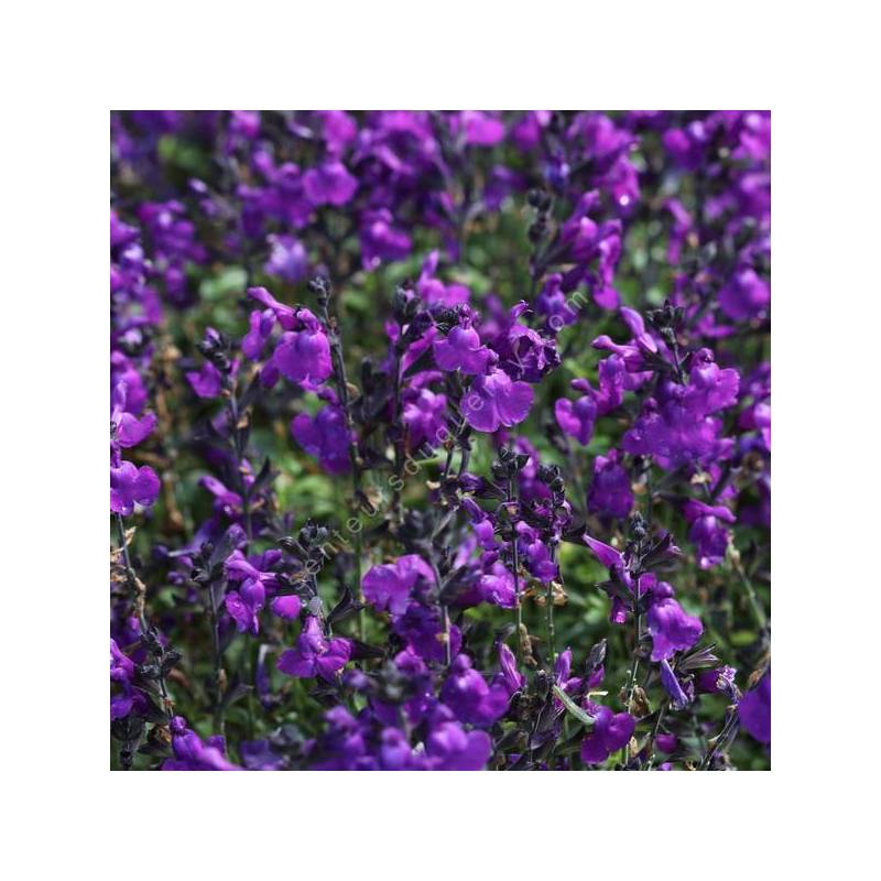 Salvia 'Mirage Violet' - Sauge arbustive compacte violette