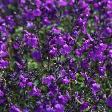 Salvia 'Mirage Violet' - Sauge arbustive compacte violette