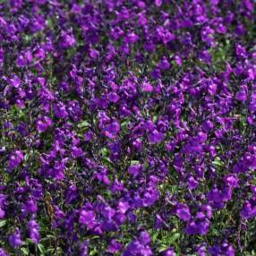 Salvia 'Mirage Violet' - Sauge arbustive compacte violette