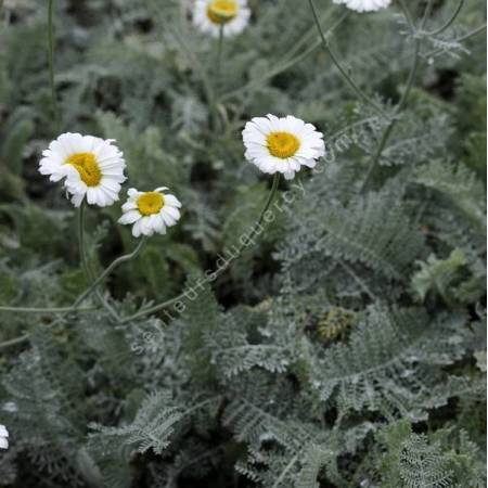 Tanacetum albipannosum - Tanaisie