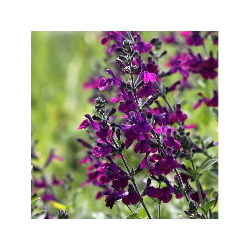 Salvia 'Violette de Loire' - Sauge arbustive violet