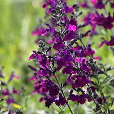 Salvia 'Violette de Loire' - Sauge arbustive violet