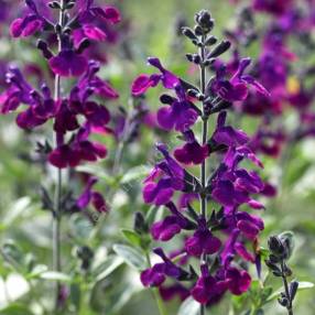 Salvia 'Violette de Loire' - Sauge arbustive violet