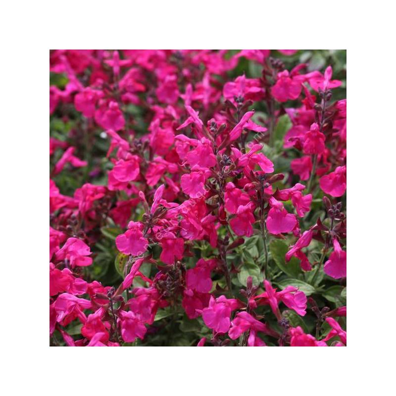 Salvia greggii 'Mirage Rose Foncé' - Sauge arbustive compacte rose