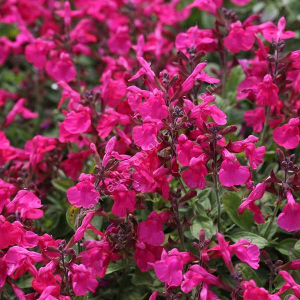 Salvia greggii 'Mirage Rose Foncé' - Sauge arbustive compacte rose