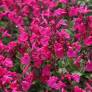 Salvia greggii 'Mirage Rose Foncé' - Sauge arbustive compacte rose