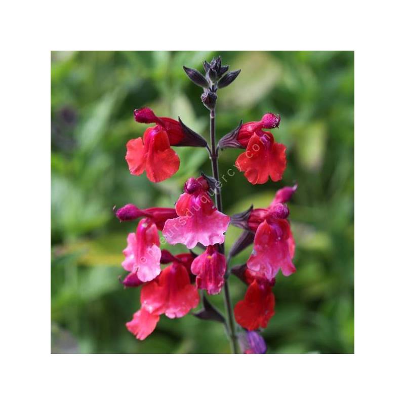 Salvia 'Wine and Rose' - Sauge de Graham rouge