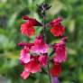 Salvia 'Wine and Rose' - Sauge de Graham rouge