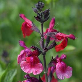 Salvia 'Wine and Rose' - Sauge de Graham rouge