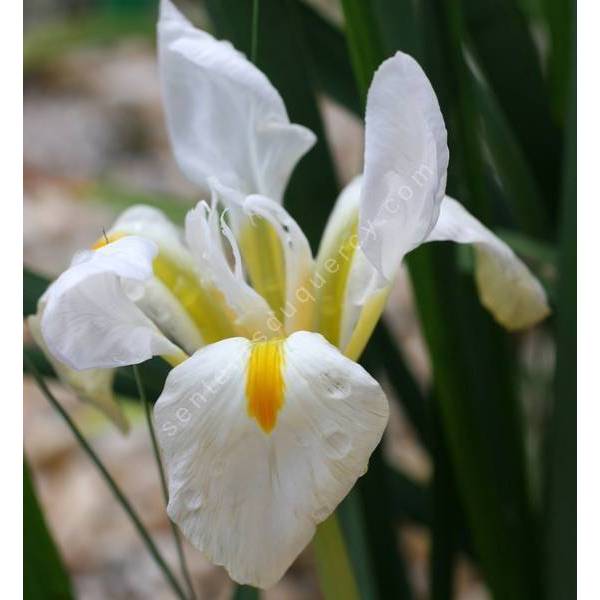 Iris unguicularis 'Alba' - Iris d'Alger à fleur blanche