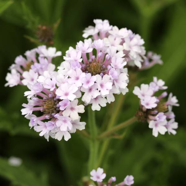 Verbena venosa 'Licacina' - Verveine rigide mauve clair