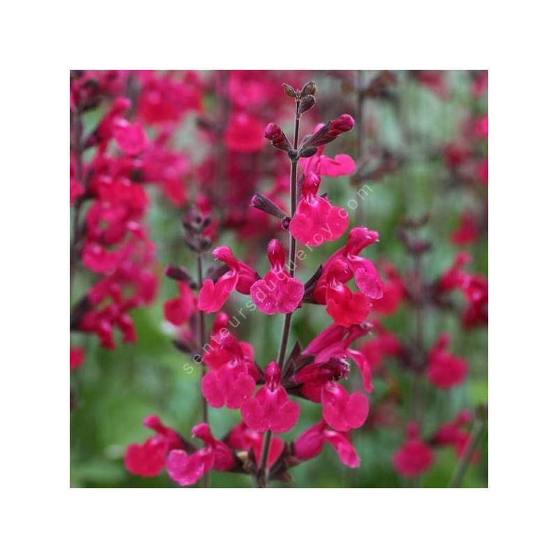 Salvia 'Pink Pong' - Sauge arbustive rose