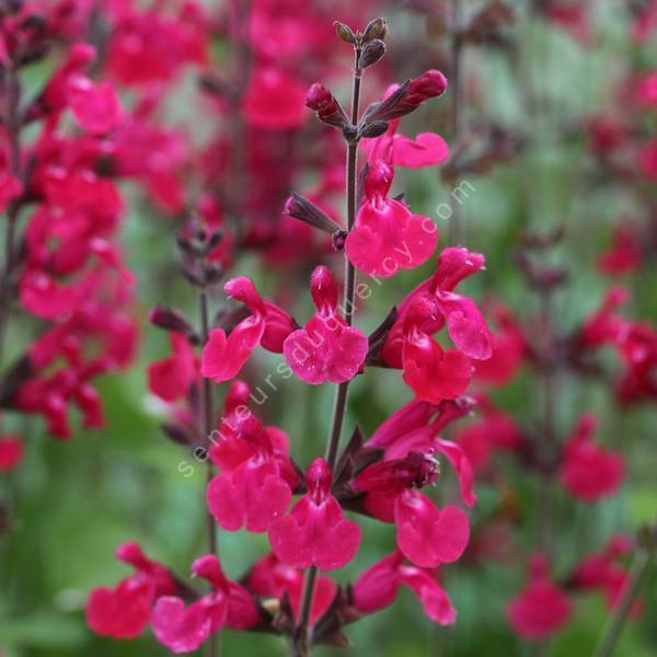 Salvia 'Pink Pong' - Sauge arbustive rose