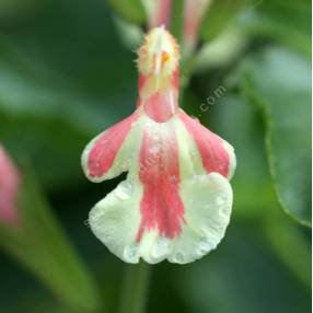 Salvia 'Belle de Loire' - Sauge arbustive jaune marbrée de saumon