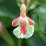 Salvia 'Belle de Loire' - Sauge arbustive jaune marbrée de saumon