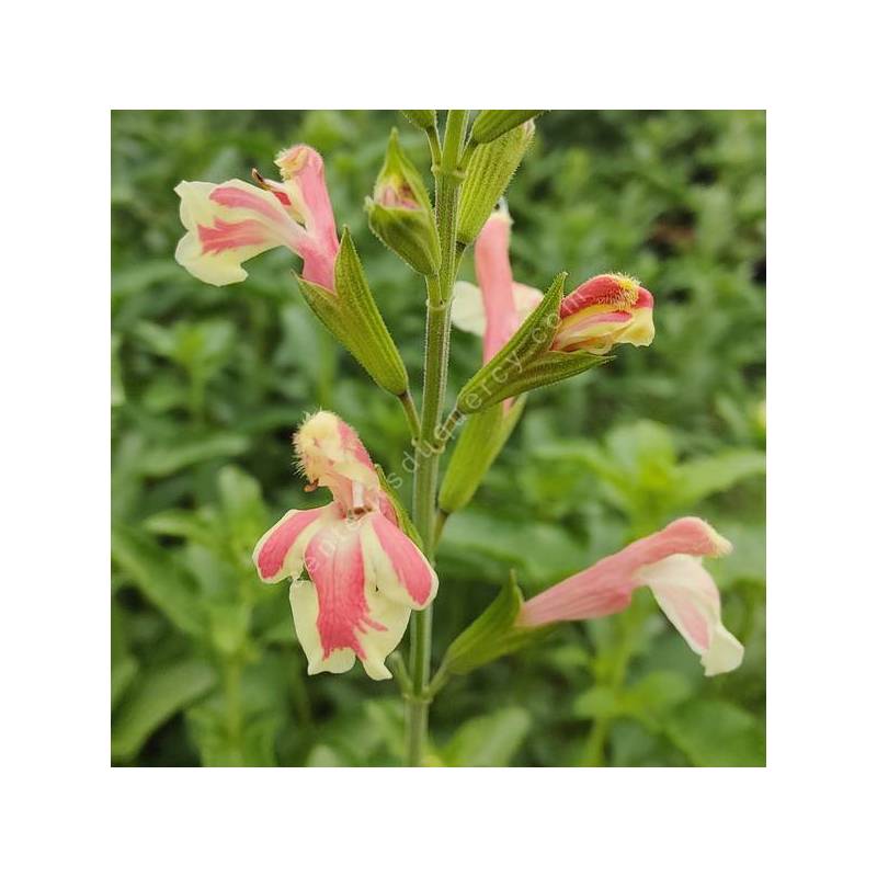 Salvia 'Belle de Loire' - Sauge arbustive jaune marbrée de saumon