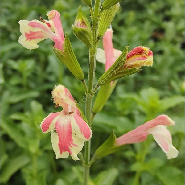 Salvia 'Belle de Loire' - Sauge arbustive jaune marbrée de saumon