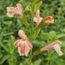 Salvia 'Belle de Loire' - Sauge arbustive jaune marbrée de saumon