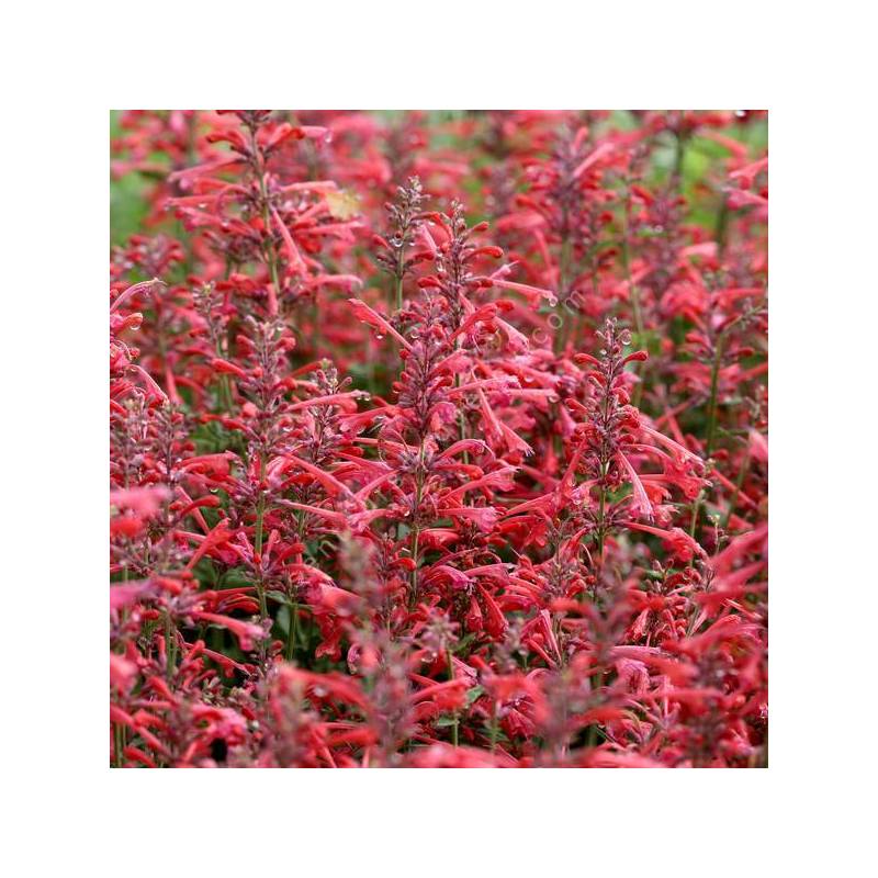 Agastache 'Kudos Coral' - Agastache rouge-rose corail