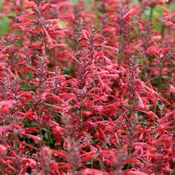 Agastache 'Kudos Coral' - Agastache rouge-rose corail