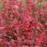 Agastache 'Kudos Coral' - Agastache rouge-rose corail