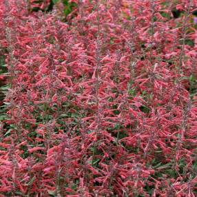 Agastache 'Kudos Coral' - Agastache rouge-rose corail