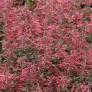 Agastache 'Kudos Coral' - Agastache rouge-rose corail