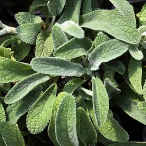 Stachys germanica subsp. salviifolia - Épiaire d'Allemagne à feuille de sauge
