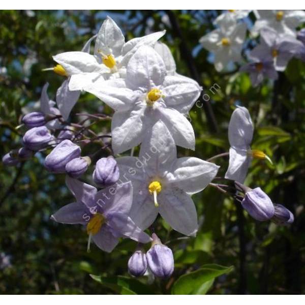 Solanum laxum - syn. Solanum jasminoides - Morelle faux jasmin