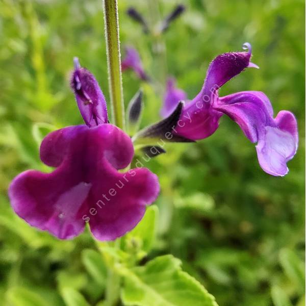 Salvia 'Oriental Dove' - Sauge arbustive mauve lilas