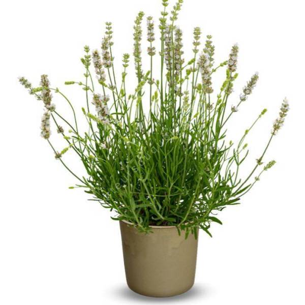 Lavandula angustifolia 'Cuba' - Lavande blanche