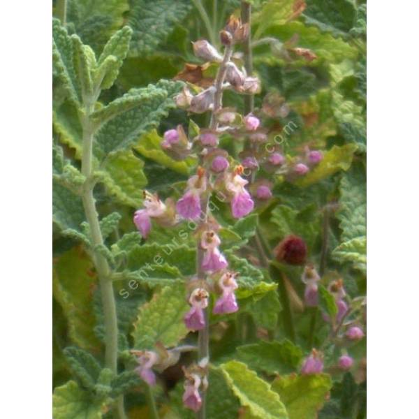 Teucrium massiliense - Germandrée de Marseille