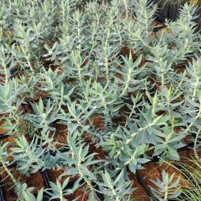 Euphorbia veneris - Euphorbe de Chypre