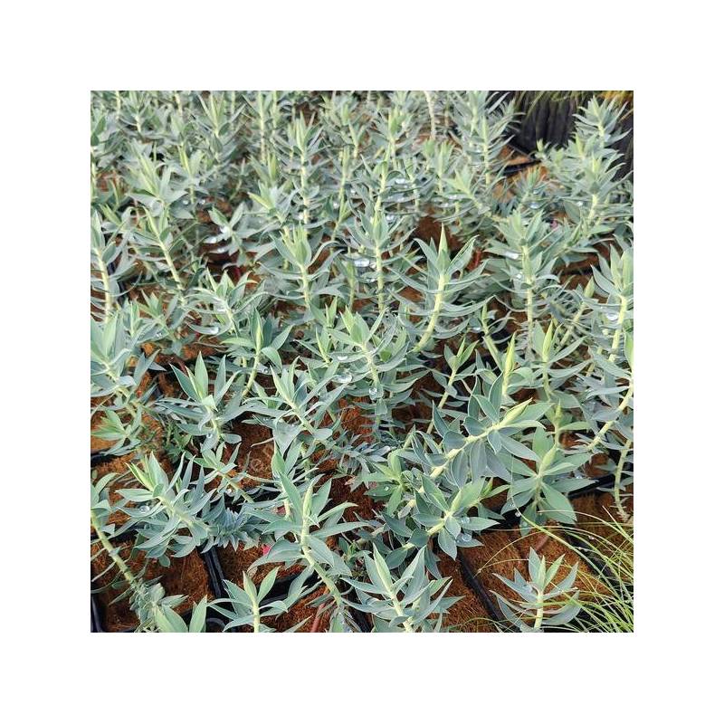 Euphorbia veneris - Euphorbe de Chypre