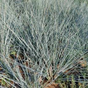 Festuca glauca 'Uchte' - Fétuque bleue