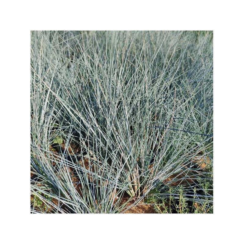 Festuca glauca 'Uchte' - Fétuque bleue