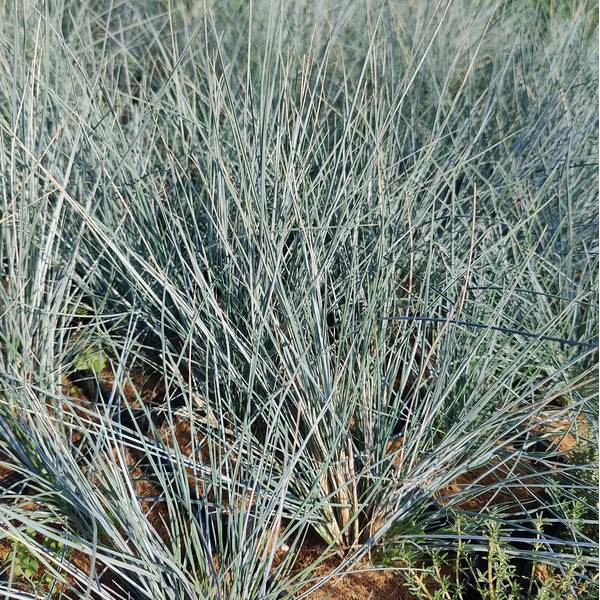 Festuca glauca 'Uchte' - Fétuque bleue