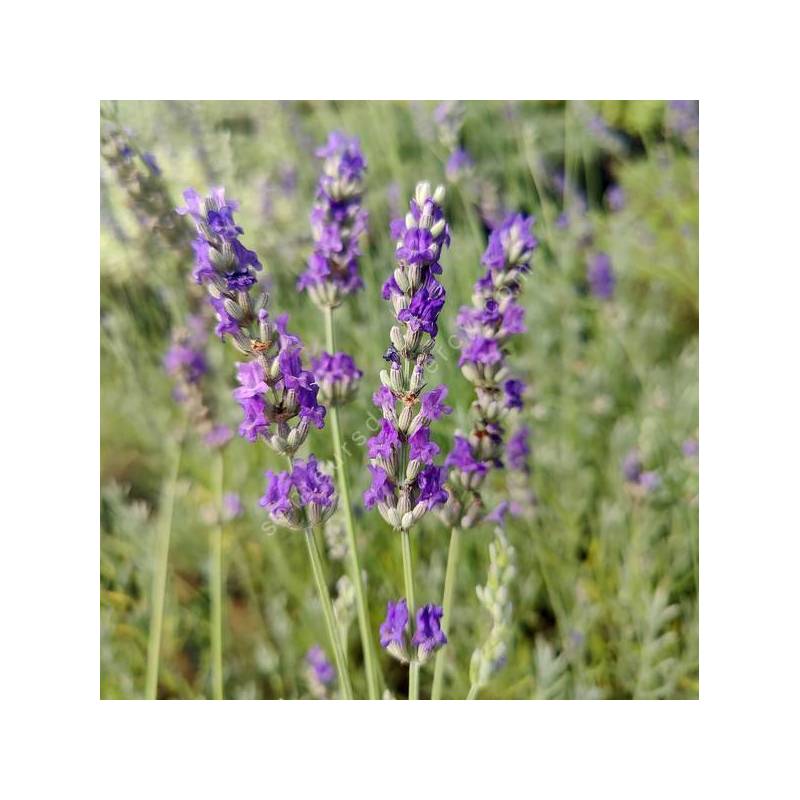 Lavandula x intermedia 'Futura' - Lavandin