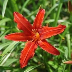 Hemerocallis 'Sammy Russell' - Hémérocalle rouge