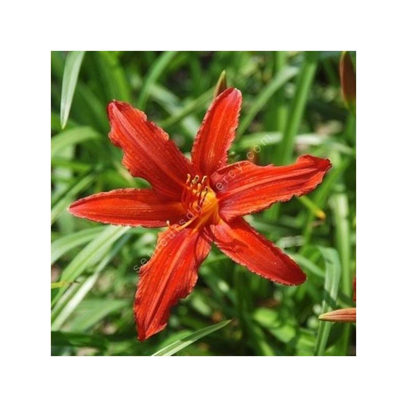 Hemerocallis 'Sammy Russell' - Hémérocalle rouge