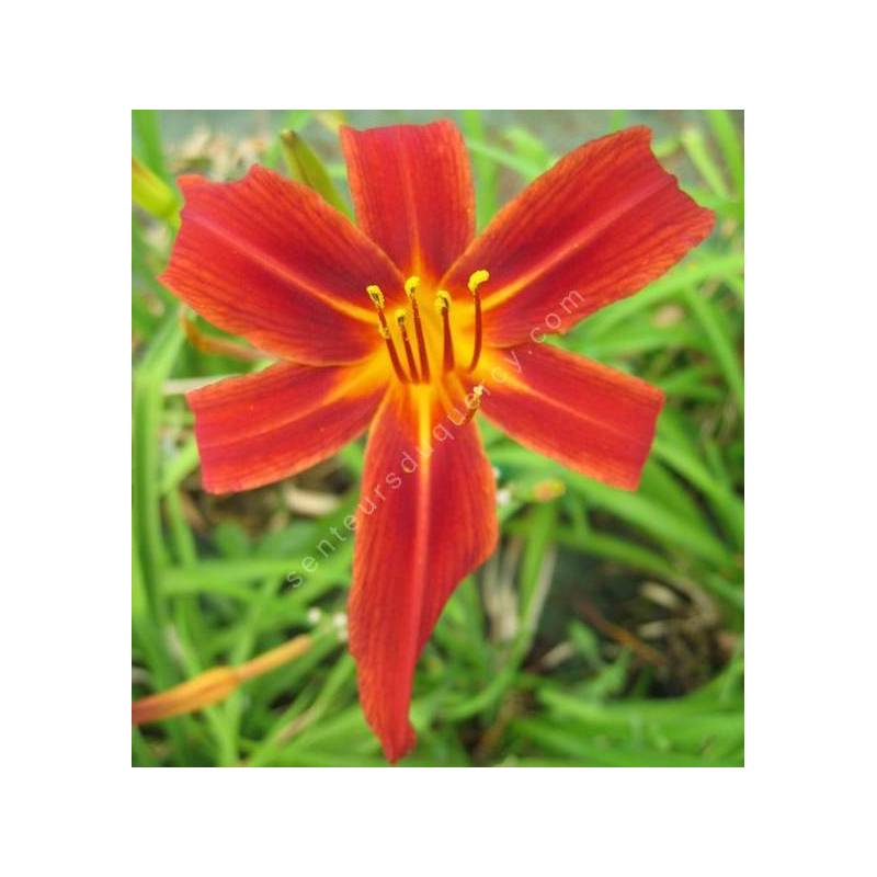 Hemerocallis 'Crimson Pirate' - Hémérocalle rouge