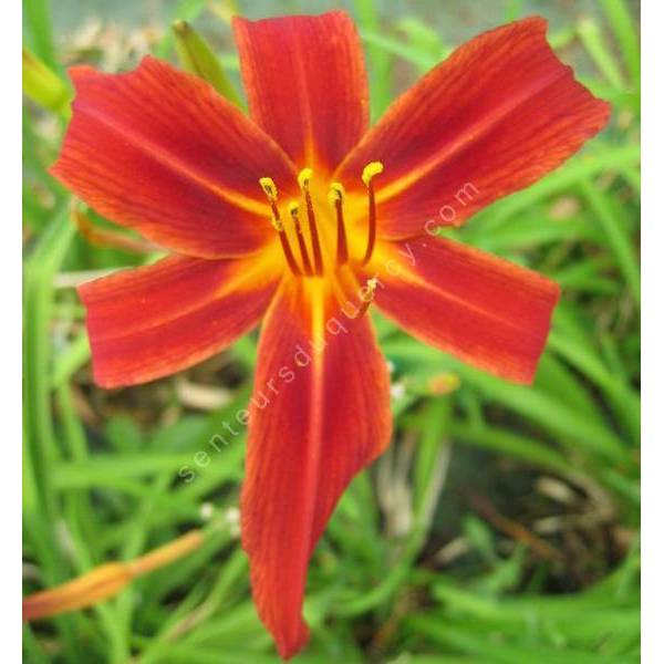 Hemerocallis 'Crimson Pirate' - Hémérocalle rouge