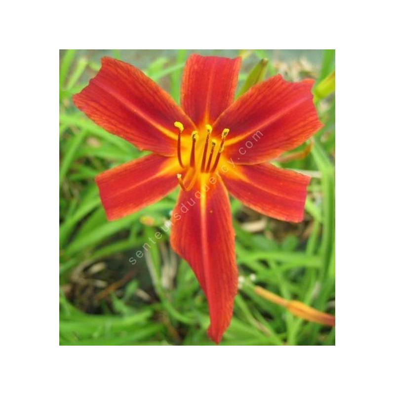 Hemerocallis 'Autumn Red' - Hémérocalle rouge