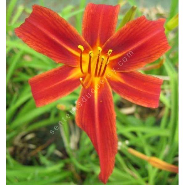 Hemerocallis 'Autumn Red' - Hémérocalle rouge