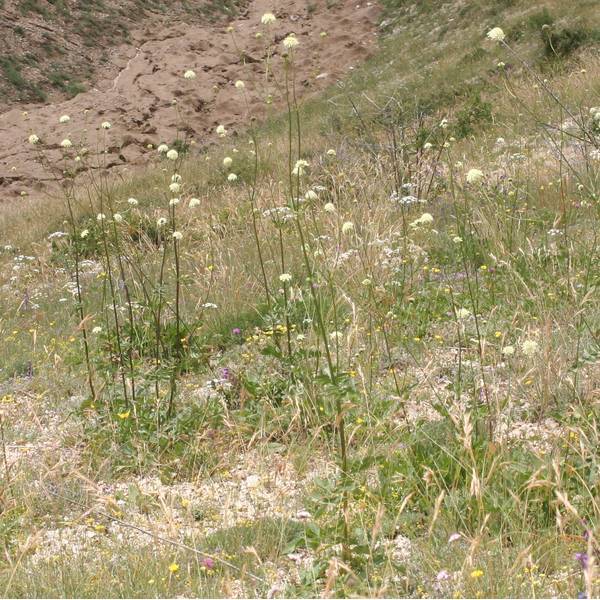 Cephalaria gigantea - Scabieuse géante